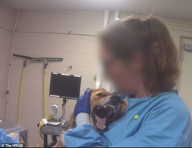 比格犬實驗室，狗不是被毒死就是安樂死，最開心就是安樂死那天