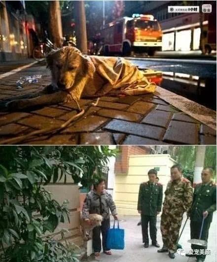 狗不嫌家貧你若不離不棄，它必生死相依！