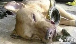 狗不嫌家貧你若不離不棄，它必生死相依！