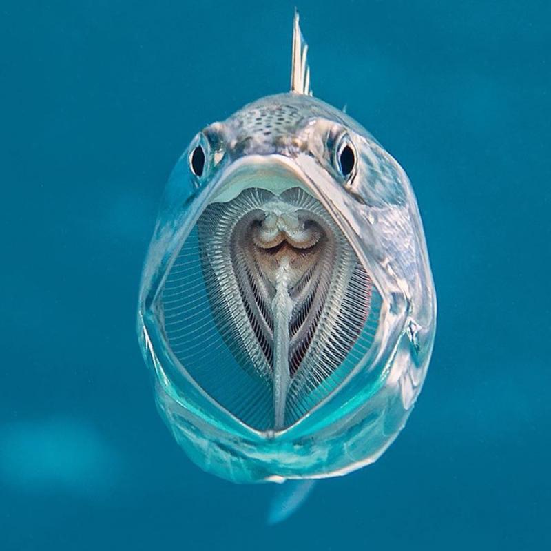 17張「連天使都會嫉妒攝影師」的超驚人照片　魚的嘴裡還有一隻魚！