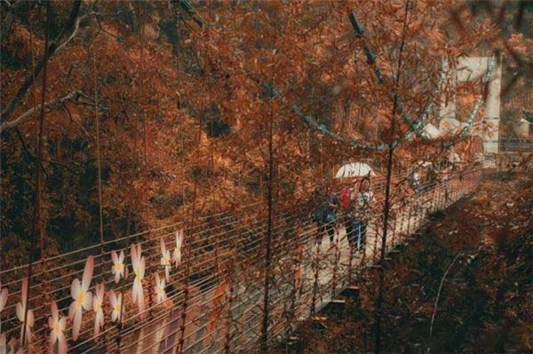  台灣南投「坪瀨琉璃光之橋」登上英國報紙，一流賞楓景點曝光！