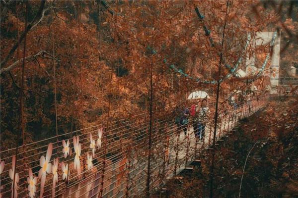  台灣南投「坪瀨琉璃光之橋」登上英國報紙，一流賞楓景點曝光！
