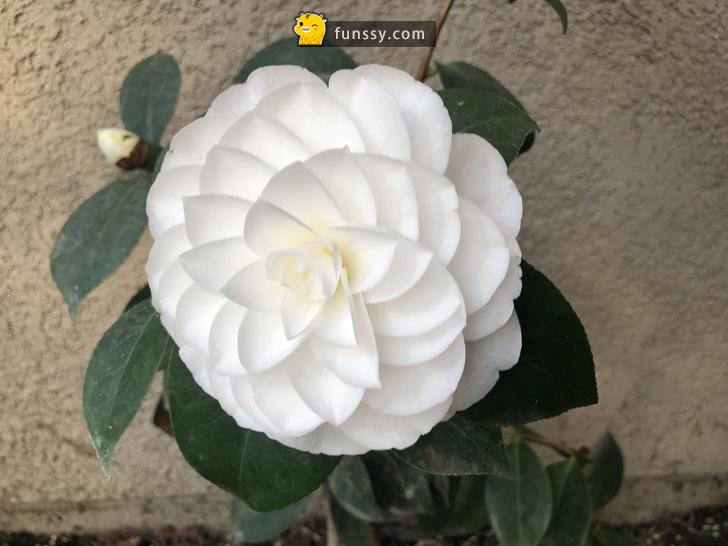 25張詮釋「''完美''到底是什麼概念」的超完美舒壓圖！ - 幾米長城 - 娛樂分享區