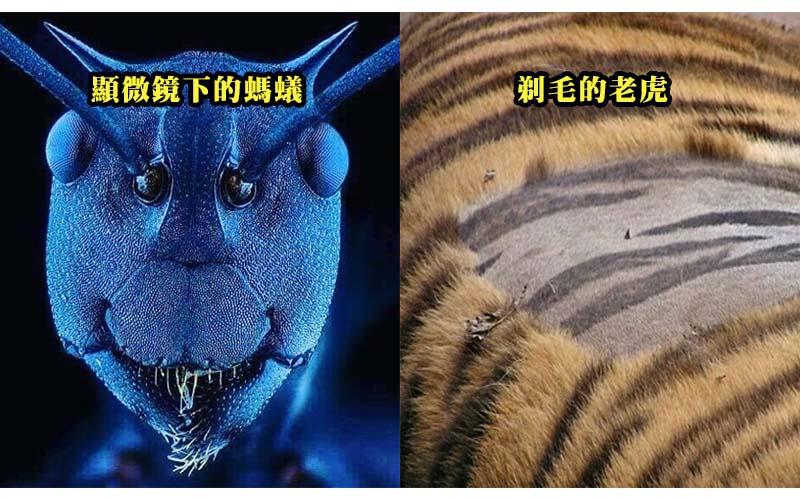 23張「人類一生只有5％機率親眼看到」的超稀有照片...比硬幣還小的蛇！