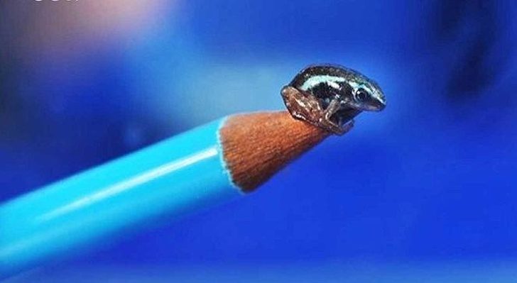23張「人類一生只有5％機率親眼看到」的超稀有照片...比硬幣還小的蛇！