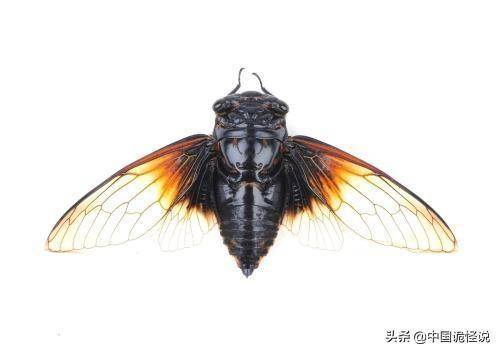 古代人用什麼擦屁股？法國人用繩，英國人用魚片，日本人最噁心