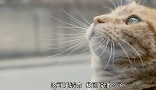 曾經誤入歧途、撿垃圾吃、被家人放棄的流浪漢，卻因一隻「流浪貓」獲得重生！ 