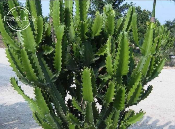 6種適合家養的鎮宅植物 前4種化煞 後2種旺財
