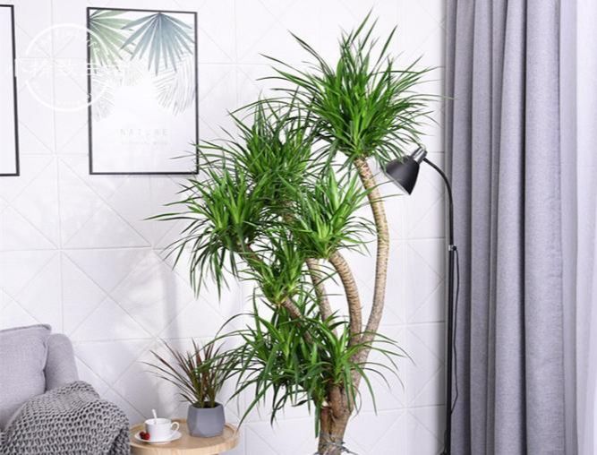 6種適合家養的鎮宅植物 前4種化煞 後2種旺財