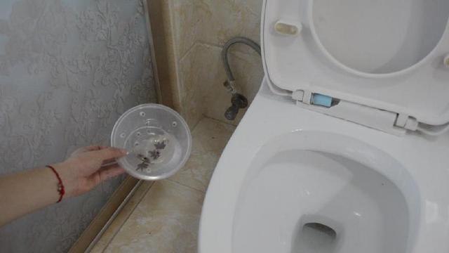 把八角泡在白醋中，家家戶戶都用到