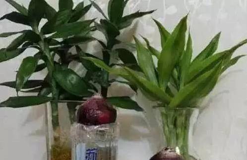 她把小蘇打【塗頭上】，好事馬上發生了，趕緊為家人收起來！！