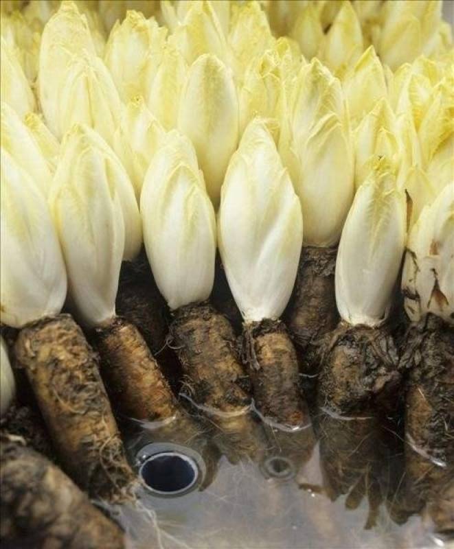 眼睛早花，視力下降，一 碗湯輔助通血管、溶血栓，便宜又有效