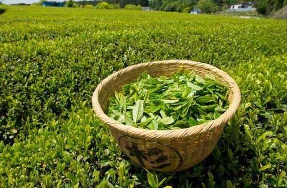 口臭自己聞不到？3個自檢小方法，1種茶，輕鬆去口臭！！