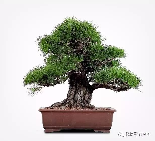 玩松樹盆景，這四種方法一定要知道 