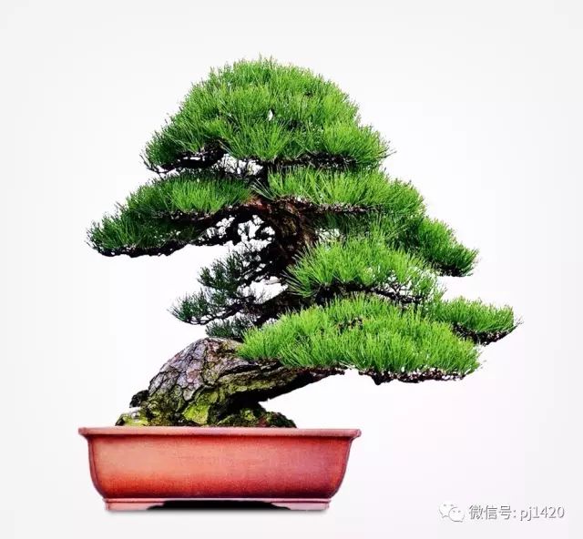 玩松樹盆景，這四種方法一定要知道 
