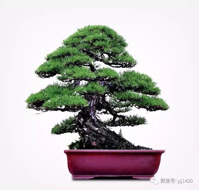 玩松樹盆景，這四種方法一定要知道 
