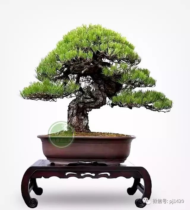 玩松樹盆景，這四種方法一定要知道 