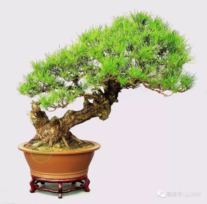 玩松樹盆景，這四種方法一定要知道 