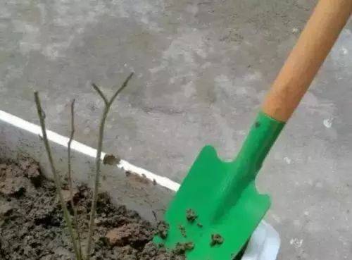 放生蚯蚓的功德，對戒除邪淫的好處（支持個人隨緣放生）