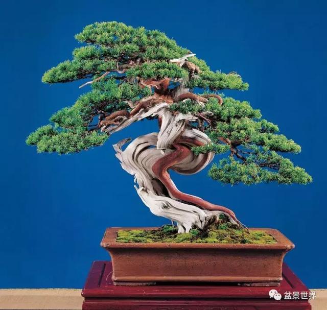 鄭誠恭真柏盆景作品欣賞，不為捨得，捨出空間，空間有美