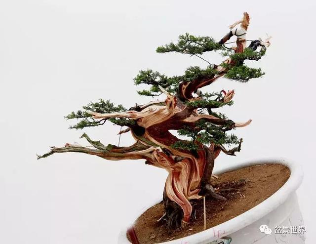 鄭誠恭真柏盆景作品欣賞，不為捨得，捨出空間，空間有美