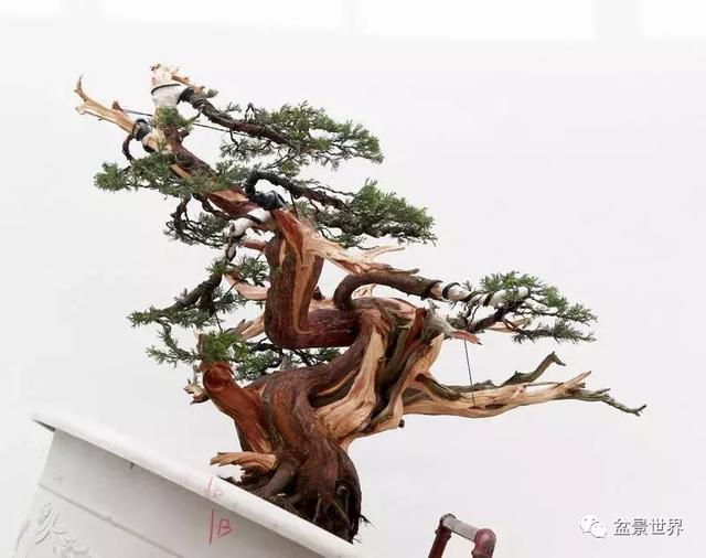 鄭誠恭真柏盆景作品欣賞，不為捨得，捨出空間，空間有美