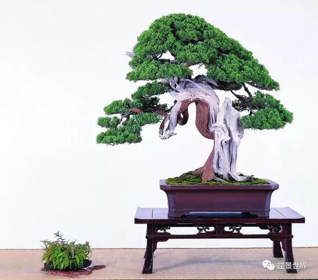 鄭誠恭真柏盆景作品欣賞，不為捨得，捨出空間，空間有美