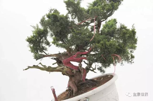 鄭誠恭真柏盆景作品欣賞，不為捨得，捨出空間，空間有美