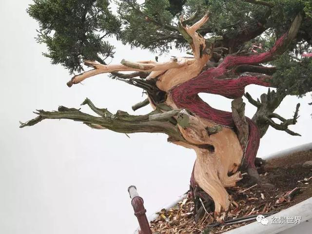 鄭誠恭真柏盆景作品欣賞，不為捨得，捨出空間，空間有美