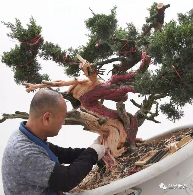鄭誠恭真柏盆景作品欣賞，不為捨得，捨出空間，空間有美