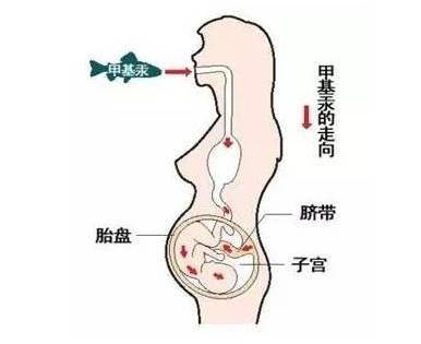 愛吃魚的朋友注意啦!吃魚頭等於吃砒霜，嚴重侵害神經組織！！！