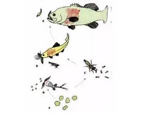 愛吃魚的朋友注意啦!吃魚頭等於吃砒霜，嚴重侵害神經組織！！！