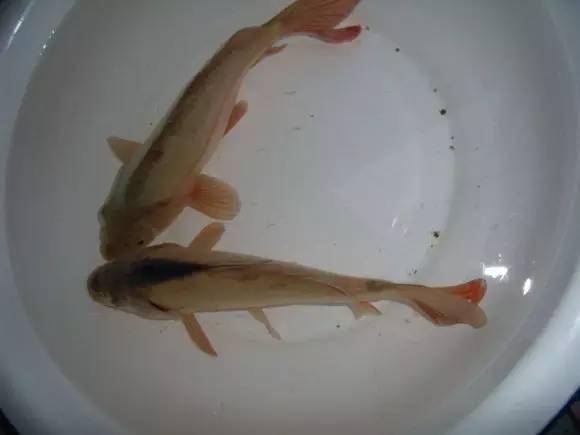 愛吃魚的朋友注意啦!吃魚頭等於吃砒霜，嚴重侵害神經組織！！！