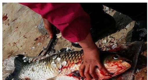 愛吃魚的朋友注意啦!吃魚頭等於吃砒霜，嚴重侵害神經組織！！！