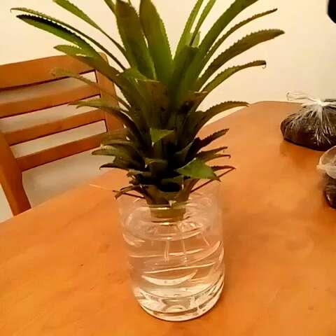 買花盆種「菠蘿」，爺爺這招一家人都看不上，3年真長出果實！