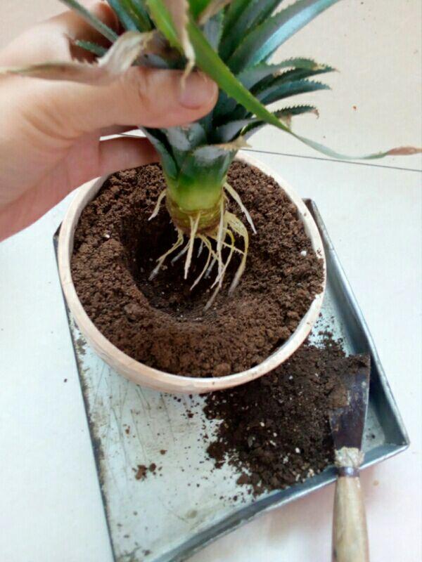 買花盆種「菠蘿」，爺爺這招一家人都看不上，3年真長出果實！