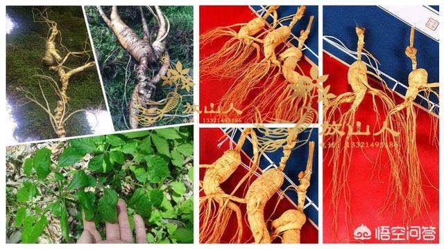 西洋參，三七，天麻，杜仲，川芎，可以泡酒吃嗎？有什麼作用嗎？