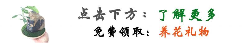 春天養花「換盆」，教你2招「舊土變新土」，再次養花，個個爆盆