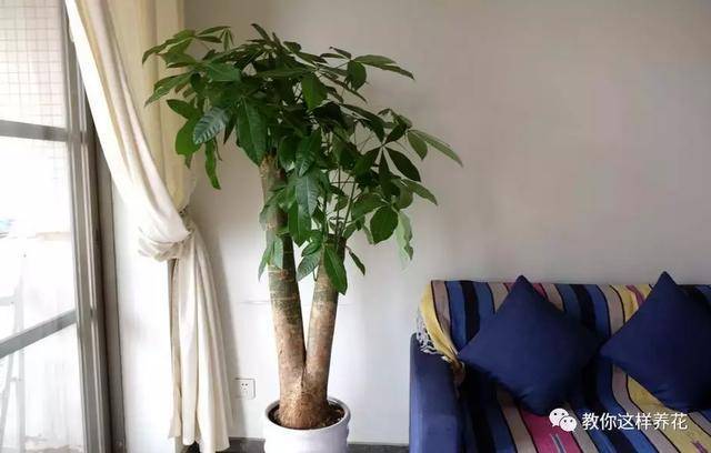 這8種花旺財又旺運，家裡一定要養一盆！看看你家有沒有？