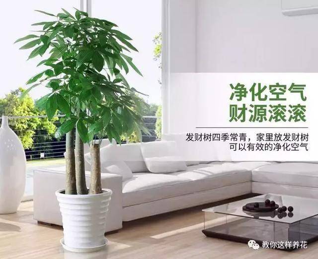 這8種花旺財又旺運，家裡一定要養一盆！看看你家有沒有？