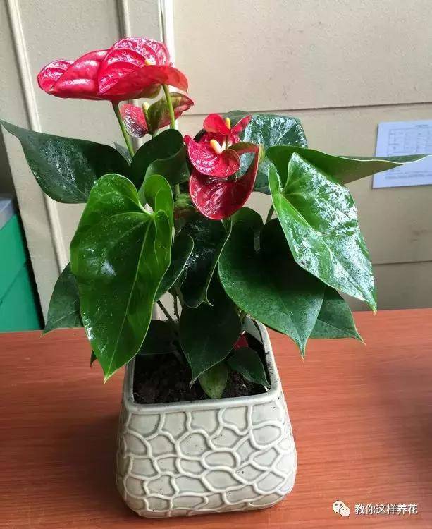 這8種花旺財又旺運，家裡一定要養一盆！看看你家有沒有？