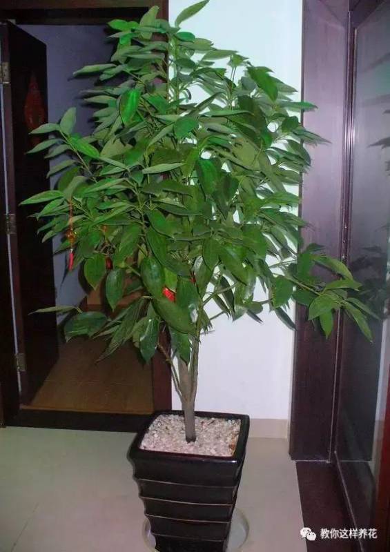 這8種花旺財又旺運，家裡一定要養一盆！看看你家有沒有？