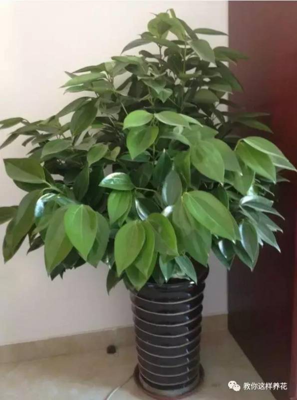 這8種花旺財又旺運，家裡一定要養一盆！看看你家有沒有？