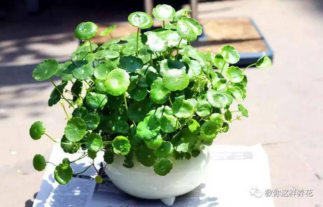 這8種花旺財又旺運，家裡一定要養一盆！看看你家有沒有？