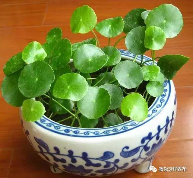 這8種花旺財又旺運，家裡一定要養一盆！看看你家有沒有？