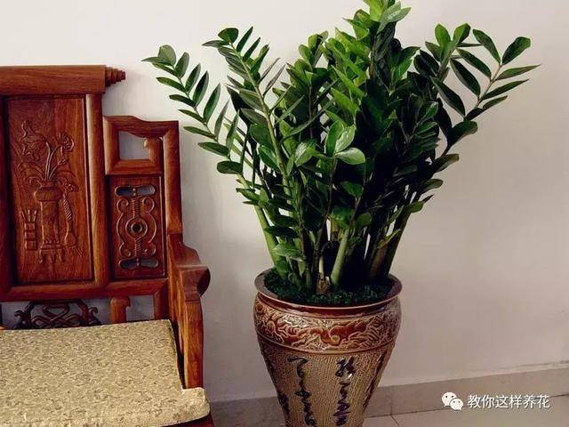 這8種花旺財又旺運，家裡一定要養一盆！看看你家有沒有？