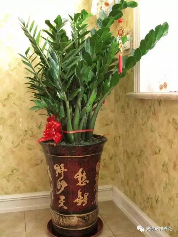 這8種花旺財又旺運，家裡一定要養一盆！看看你家有沒有？