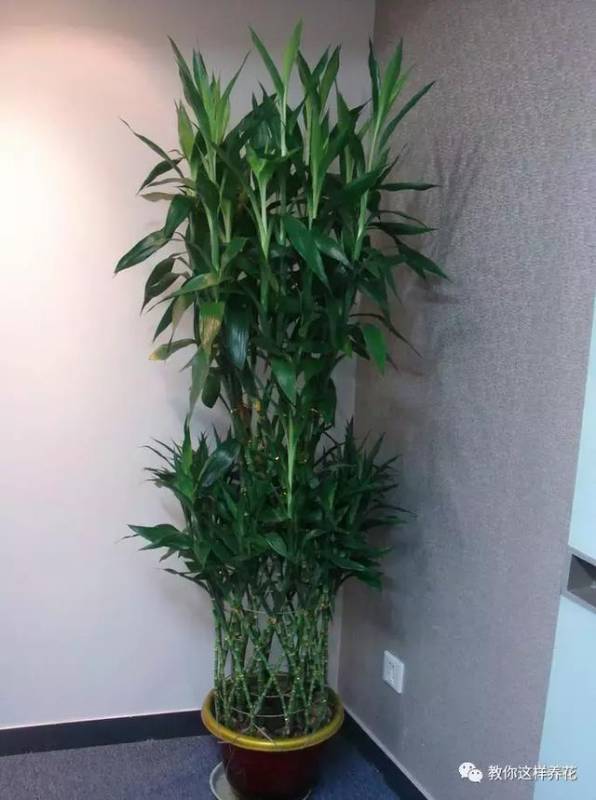 這8種花旺財又旺運，家裡一定要養一盆！看看你家有沒有？