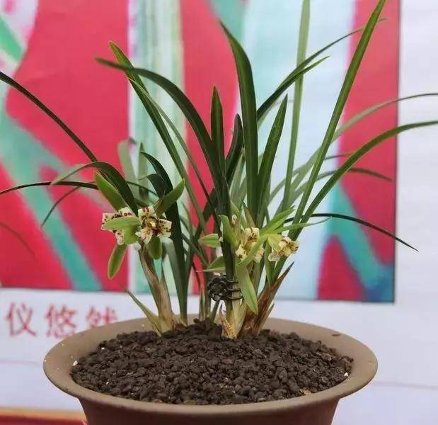 這8種花旺財又旺運，家裡一定要養一盆！看看你家有沒有？