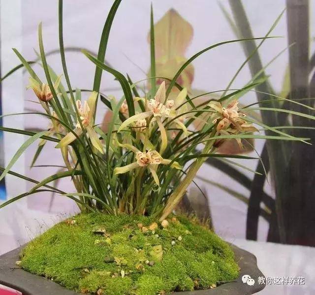 這8種花旺財又旺運，家裡一定要養一盆！看看你家有沒有？